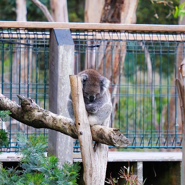 A Koala (Phascolarctos cinereus) tightly curled up and sleeping, hugging a small vertical tree post in an enclosure on Phillip Island, Victoria, Australia. Focus on the sleeping face and grey fur