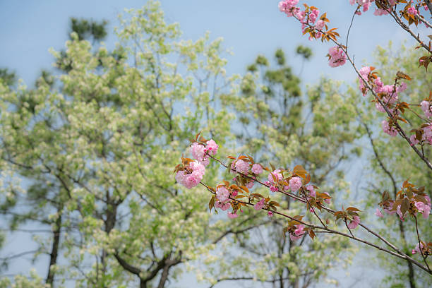 istock Spring blossoms with green trees in the background 2250459809