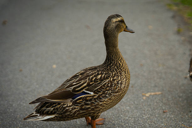 A close-up of a female duck crosses the walkway at the Huntington Beach Central Park. A series of paths loop around the park, where locals and visitors are able to observe wildlife while having their morning exercise routine.