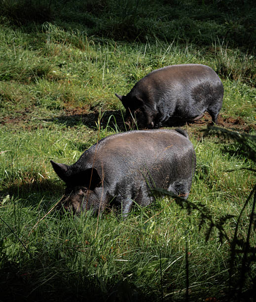 istock Domestic pigs. 2250465096