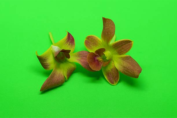 A high-contrast studio photograph featuring two Dendrobium orchid blooms lying next to each other on a solid, vibrant fluorescent green background. The flowers have petals that transition from yellowish-green to deep reddish-purple or brown at the tips and in the center. This image is ideal for themes related to exotic flowers, tropical flora, luxury, spa, and high-energy color combinations