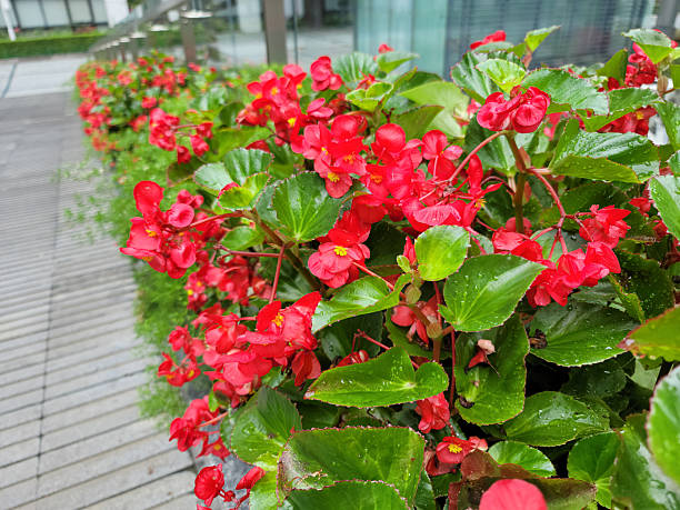 Begonia Flowers
