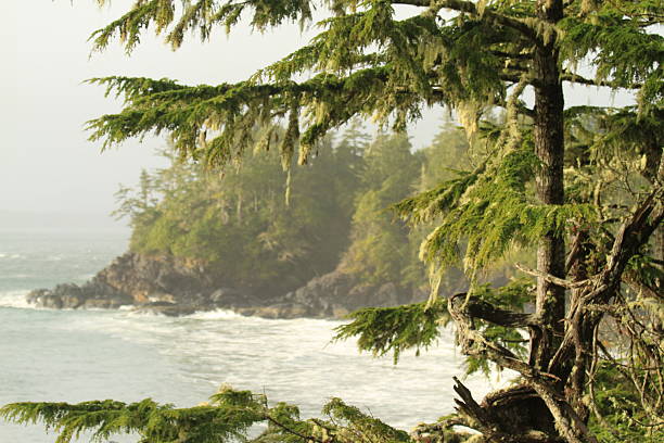 Moody coastal scene in Tofino - British Columbia featuring crashing waves, jagged rocks, and mist-covered forest cliffs. A dramatic interplay of ocean power and rugged wilderness under overcast skies.