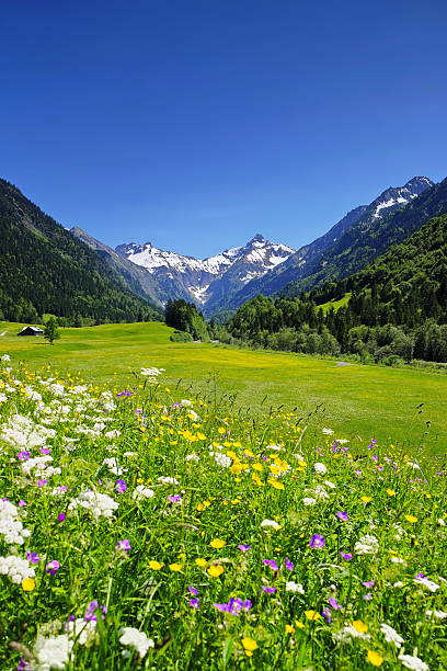 Meadow of flowers in a mountain valley near Oberstdorf / Allgäu.  Snow covered mountain peaks and Mt. Trettach in background.