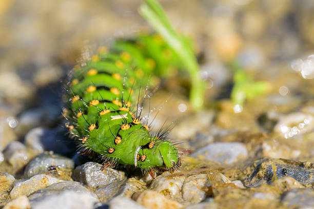 Colorful green caterpillar of a Small Emperor Moth crawling on the ground on a sunny day (Austria)