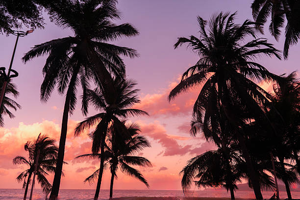 istock Palm tree silhouette at sunset  and ocean view. 2250471230