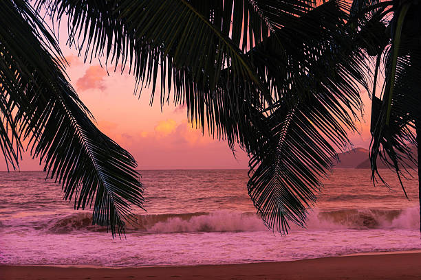 Palm tree silhouette at sunset  and ocean view.
