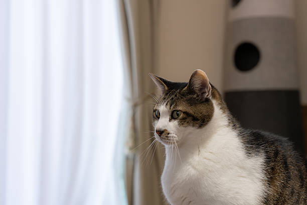 istock Cute cat relaxing by the window 2250472139