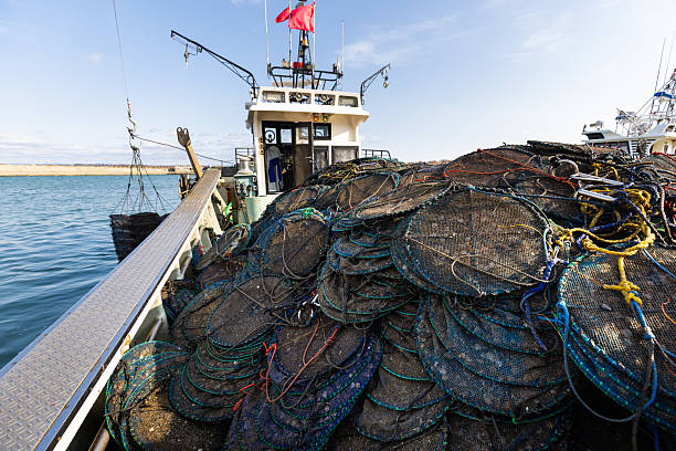 Young Hokkaido scallops in nets stacked on a fishing boat.