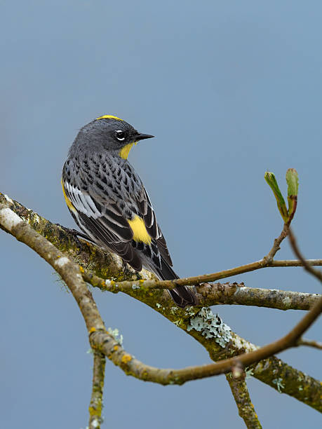 Yellow-rumped Warbler perched on a tree branch in the Willamette Valley of Oregon. Has a soft, defocused blue sky background. Edited.