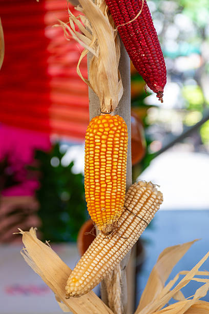 Corn cobs of different colors hung as decoration. Yellow, red, and white varieties are displayed with their dried leaves.