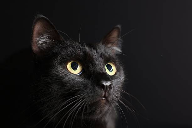 istock Cute cat on black background, closeup. Adorable pet 2250478741