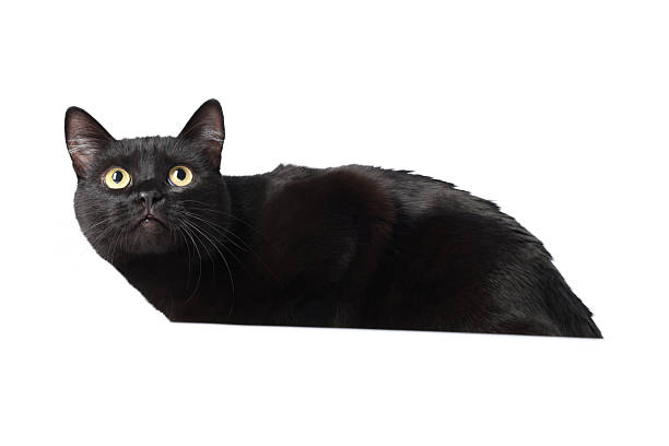 Cute black cat on white background. Adorable pet