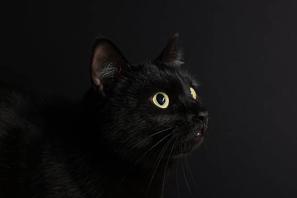 istock Cute cat on black background, closeup. Adorable pet 2250478822