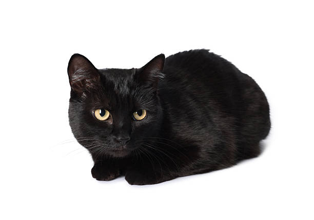 Cute black cat on white background. Adorable pet