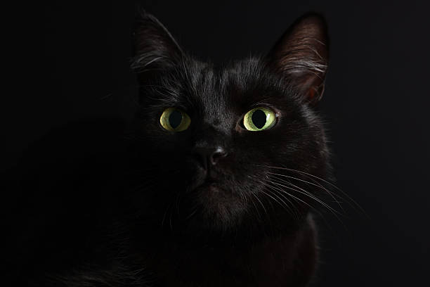 istock Cute cat on black background, closeup. Adorable pet 2250478867