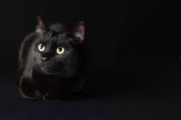 istock Cute cat on black background, space for text. Adorable pet 2250478916