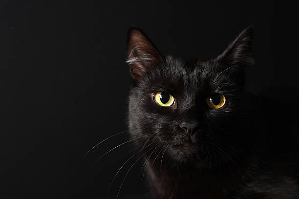 istock Cute cat on black background, closeup and space for text. Adorable pet 2250478933