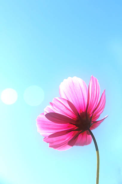 A pink flower stands out against a clear blue sky, showcasing its delicate petals and vibrant color.