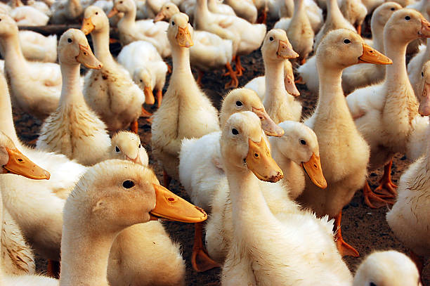 A large co-op full with several ducks in a market settings