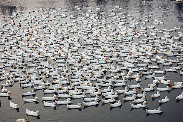 istock A large group of white ducks floating on the water 2250479572