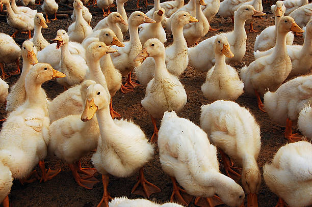 istock Group of white ducks in a farmyard setting 2250479663