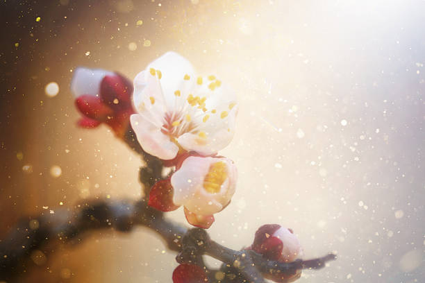 Close-up view of delicate white apricot blossoms with vibrant yellow pollen dusting their petals, set against a softly blurred golden bokeh background with floating particles. This image evokes a sense of spring's arrival and the delicate beauty of nature, also hinting at potential allergens like pollen and hay fever. The ethereal glow and bokeh make it suitable for themes of renewal, new beginnings, or the ephemeral nature of beauty.