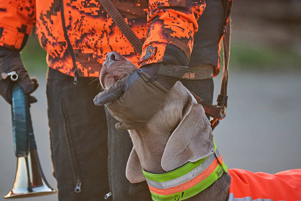 istock hunter with dog and hunting horn 2250487112