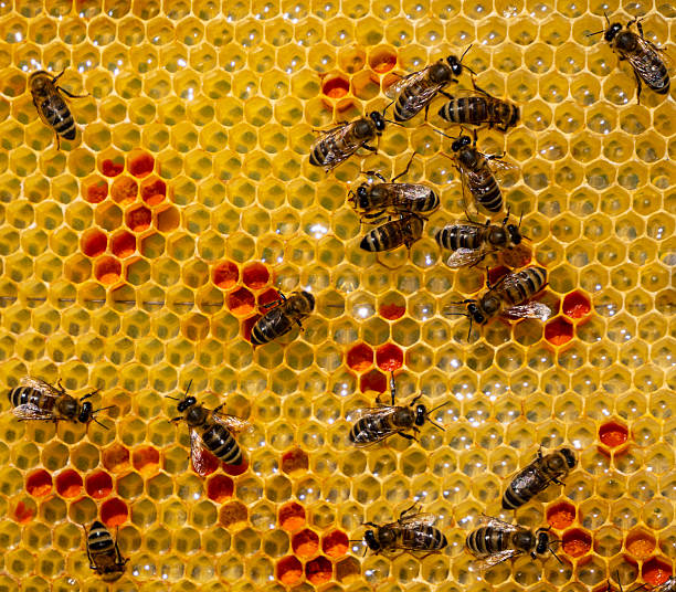 A honeycomb in a wooden frame, showcasing the natural honey production process and its vibrant textures