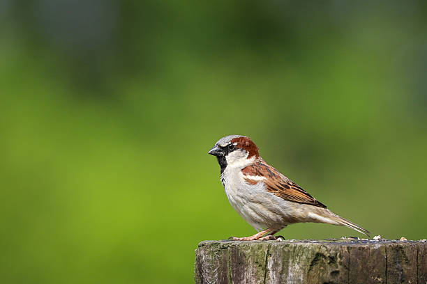 istock Sparrow perched on a wooden post with a blurred green background 2250491290