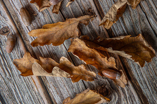 Fallen oak leaves in autumn on a tree stump with a spider approaching on the left.