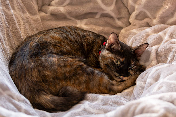 istock Neri, the tortoiseshell cat. 2250492951