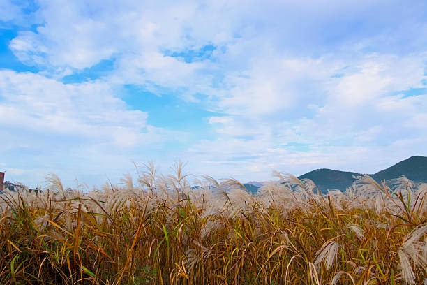 An autumn reed on a clear day