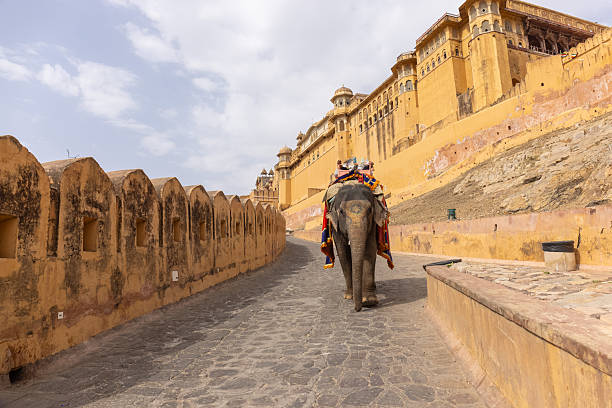 istock Decorated elephant at amber fort 2250497529