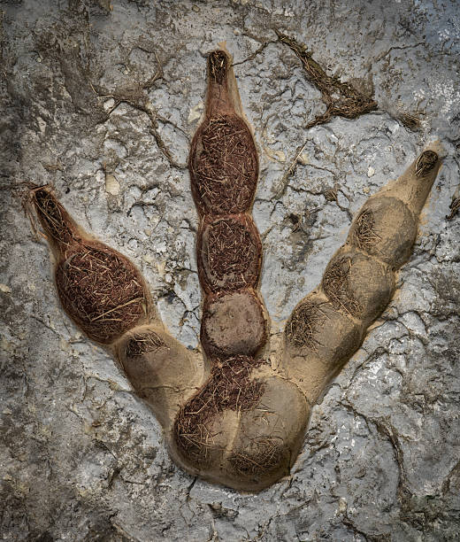 dinosaur footprint fossil in the stone