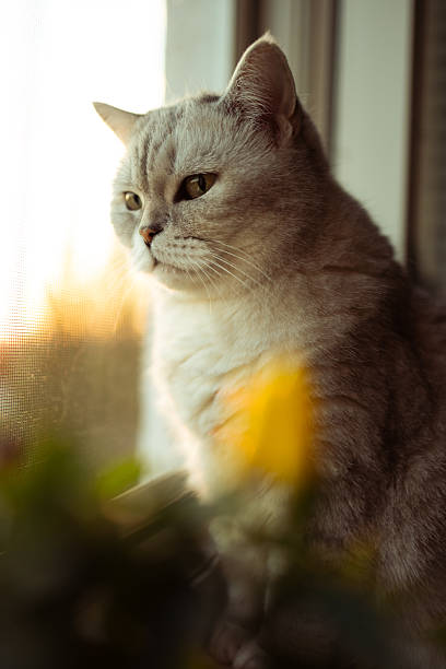 istock A Scottish Straight cat is sitting on a windowsill. 2250499453