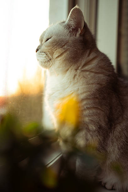 istock A Scottish Straight cat is sitting on a windowsill. 2250499457