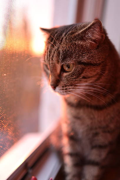istock A Bengal cat sits on a windowsill and looks out the window 2250499856