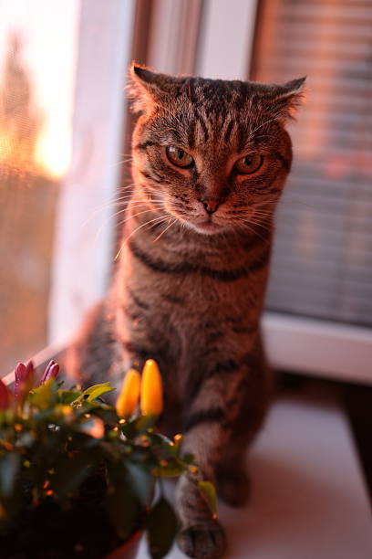 istock A Bengal cat sits on a windowsill, illuminated by the rays of the setting sun. 2250499928