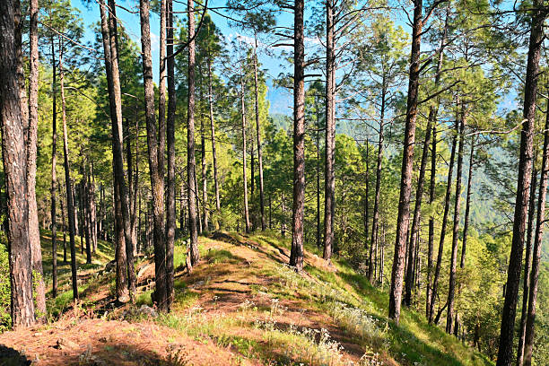 A serene view of a sunlit hillside covered with tall pine trees inside Binsar Forest Reserve, Uttarakhand, India. The golden light highlights the forest floor, wild grasses, and rich green foliage, creating a tranquil Himalayan landscape. Ideal for themes of nature, eco-tourism, conservation, outdoor exploration, and the scenic beauty of mountain forests.