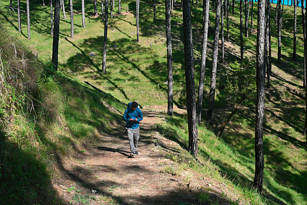 A tourist treks along a narrow, rocky forest path surrounded by lush ferns and dense vegetation in Binsar Forest Reserve, Uttarakhand, India. The hiker carries a backpack while navigating the serene, sun-dappled Himalayan landscape. The scene captures eco-tourism, adventure hiking, and the untouched natural beauty of this well-known mountain reserve.