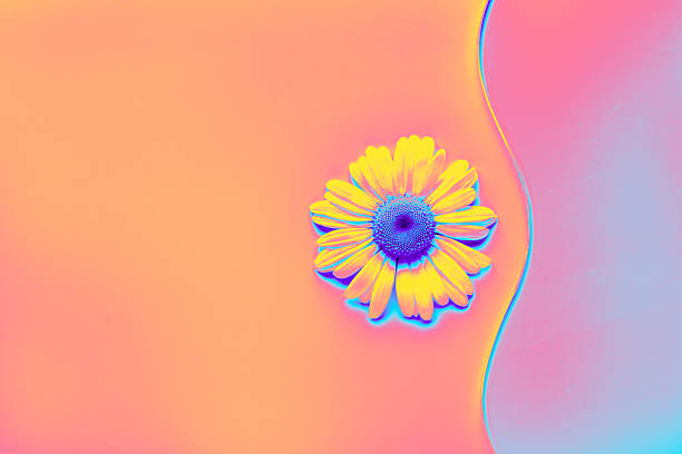 Daisy flower displaying bright neon colors on an abstract gradient surface. Trendy neon tinting.