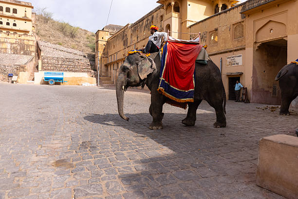 Indian man (mahout) riding on elephant outside Amber Fort, Jaipur, India. Amber Fort is located 13km from Jaipur, Rajasthan state, India. It was the ancient citadel of the ruling Kachhawa clan of Amber, before the capital was shifted to present day Jaipur.