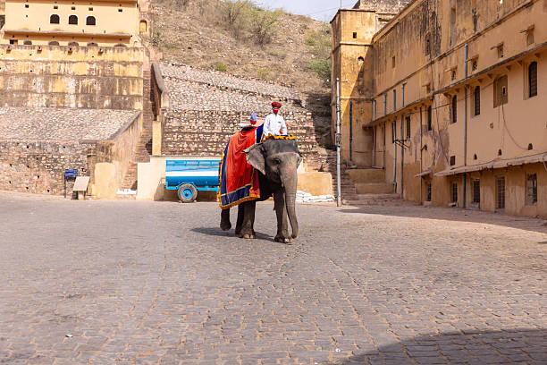 Jaipur, Rajasthan, India - April 2022: Portrait of unidentified tourist riding on decorated elephant at the premises of amber fort at jaipur. Architecture view of amber fort at background.