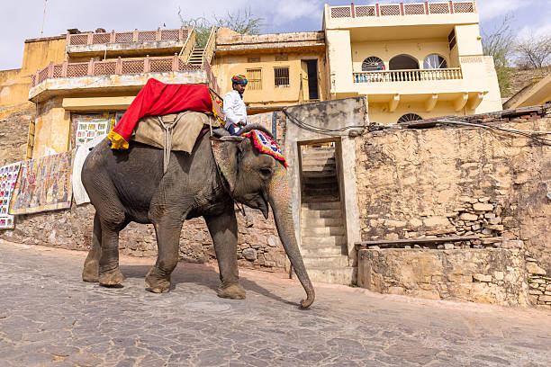 Jaipur, Rajasthan, India - April 2022: Portrait of unidentified tourist riding on decorated elephant at the premises of amber fort at jaipur. Architecture view of amber fort at background.