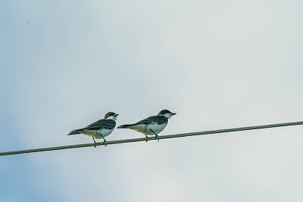 istock Eastern Kingbirds Perched On Wire (Tyrannus tyrannus) Florida, USA 2250503745