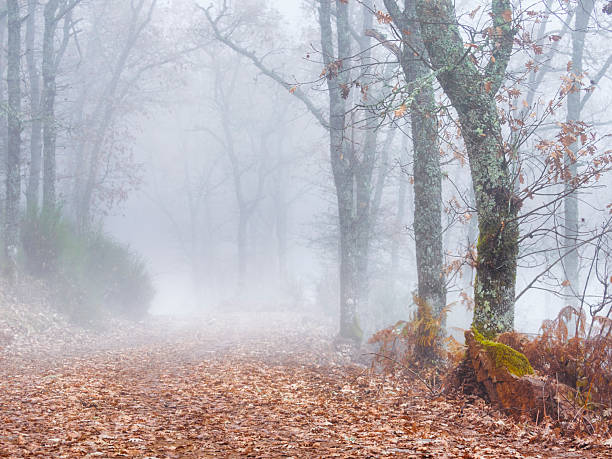 Oak forest with fog in autumn