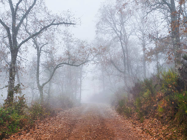 istock Oak forest with fog in autumn 2250504038