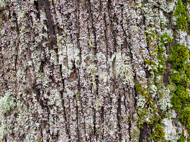 Lichens and moss on the bark of an old tree. Focus stacking technique with multiple photographs