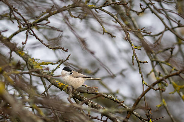 Marsh tit (Poecile palustris) perched on lichen-covered branches in a winter forest. Small songbird resting on mossy tree limbs.